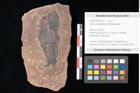 Foto (Objekt + Etikett) von Quercus palaeoilex Ettingshausen (NHMW-GEO-2024-0188-0757)